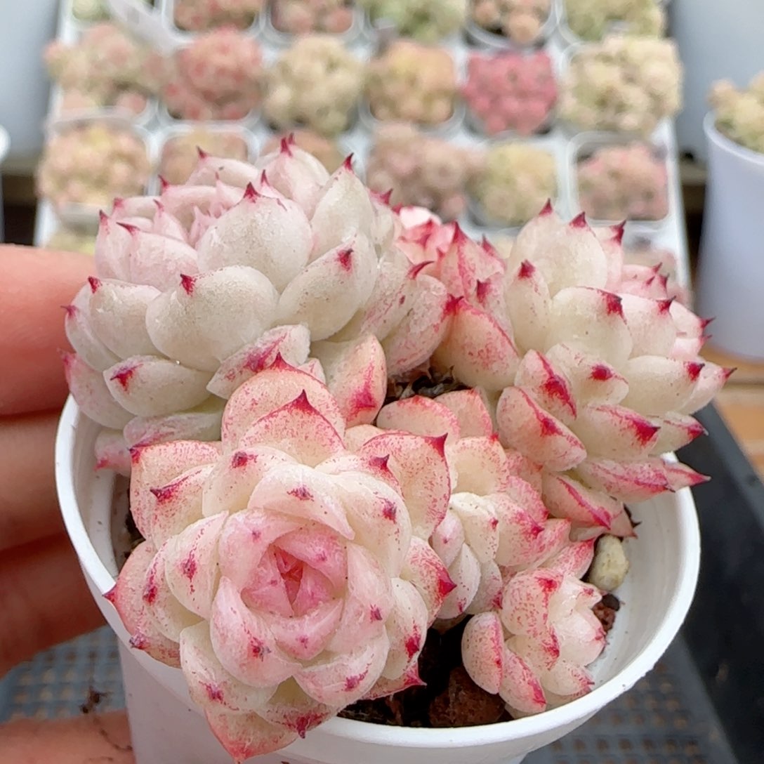 【闪购商品】0203-119小魔仙