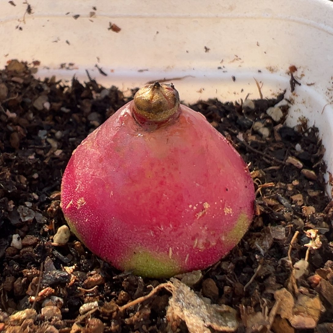 66多肉植物百科知识