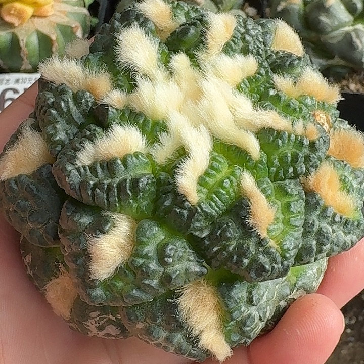 无花朵苗接龟甲534