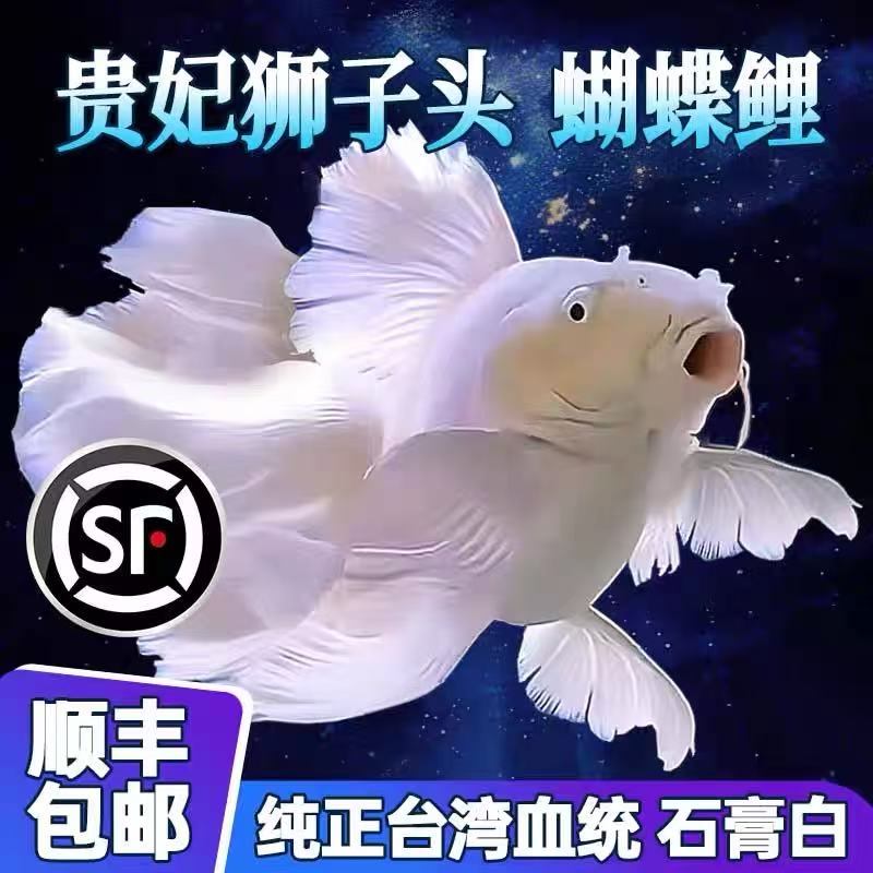 赛级精品全品台系蝴蝶鲤白短球大鳍大尾 可混养 新手练手