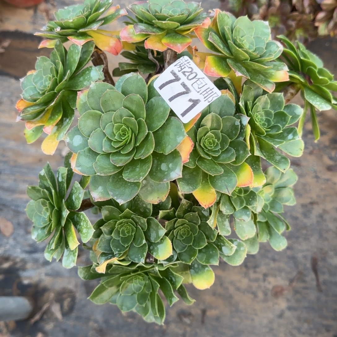 绿豆771满20包邮断枝不包