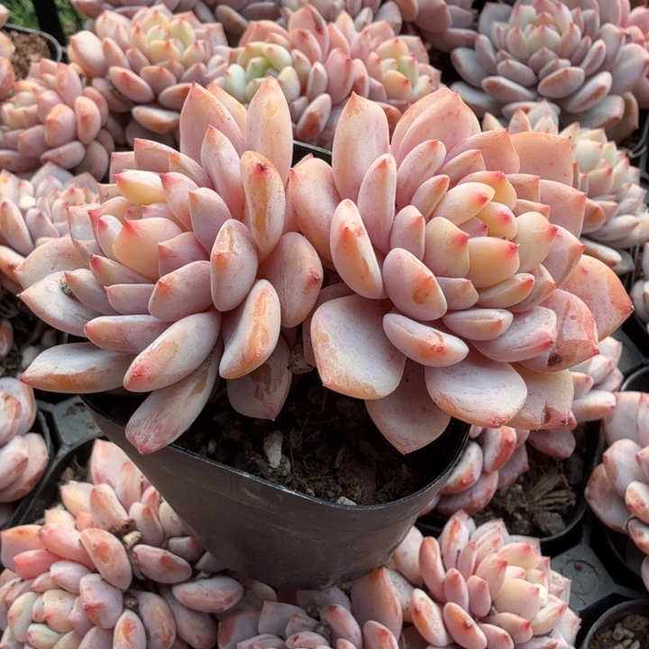 星星橙。 双头。          