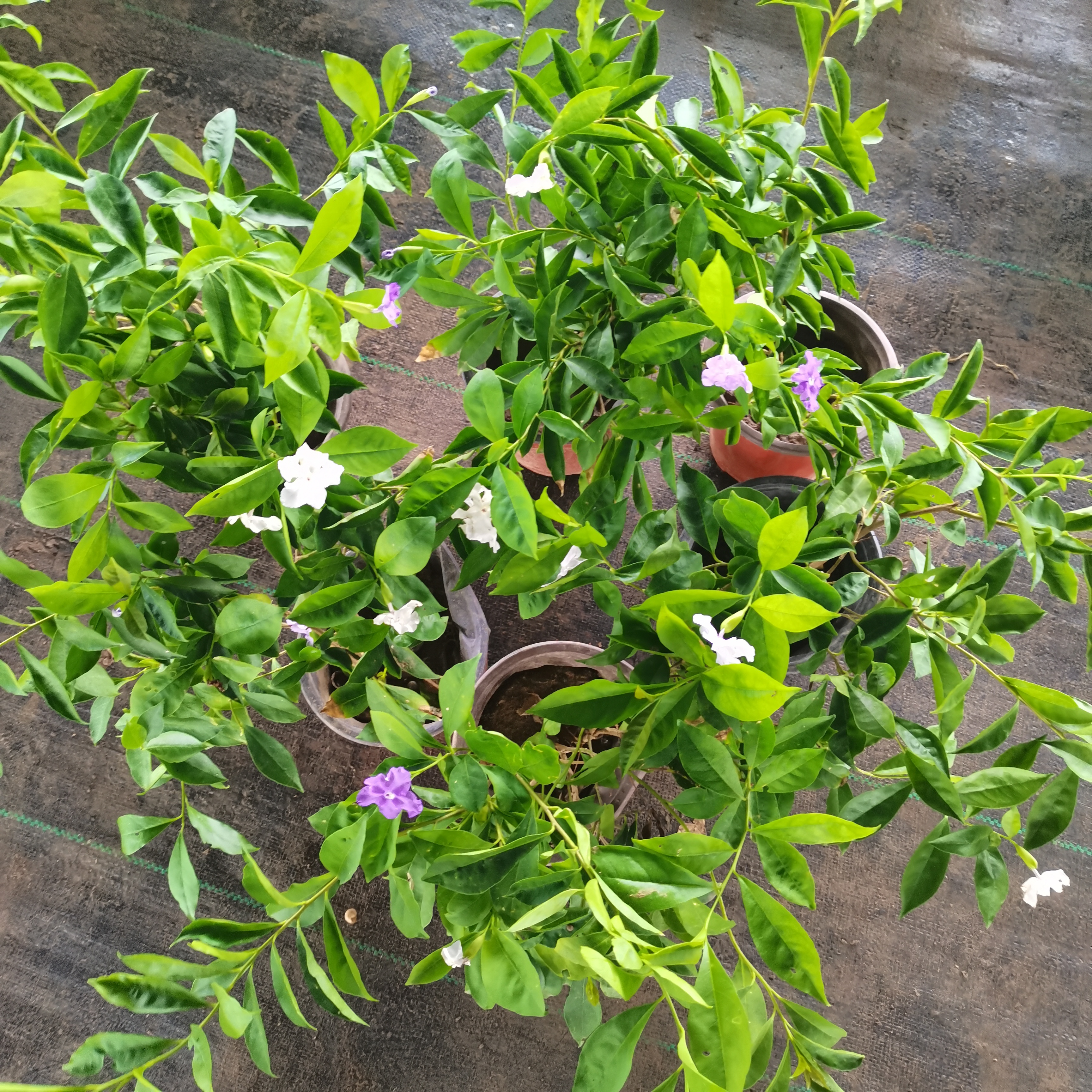 双色茉莉盆栽鸳鸯茉莉花苗四季开花庭院阳台室内外浓香型芳香植物