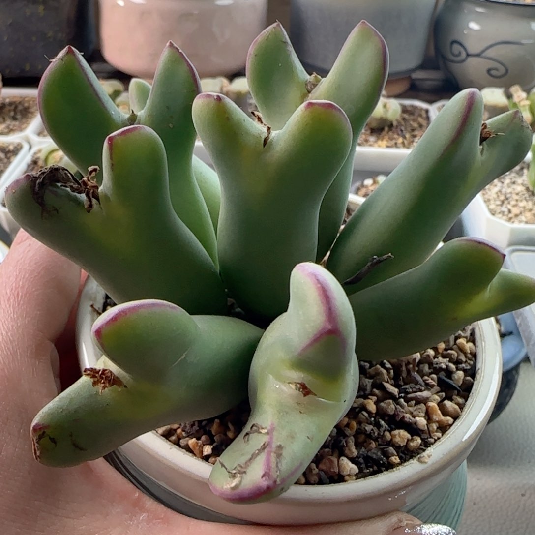 少将。     大年份。     