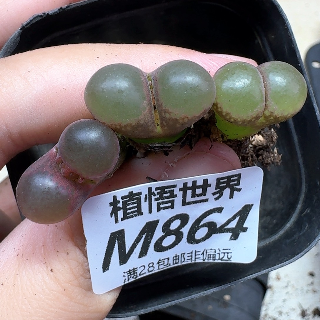 多肉植物的润泽fnnn