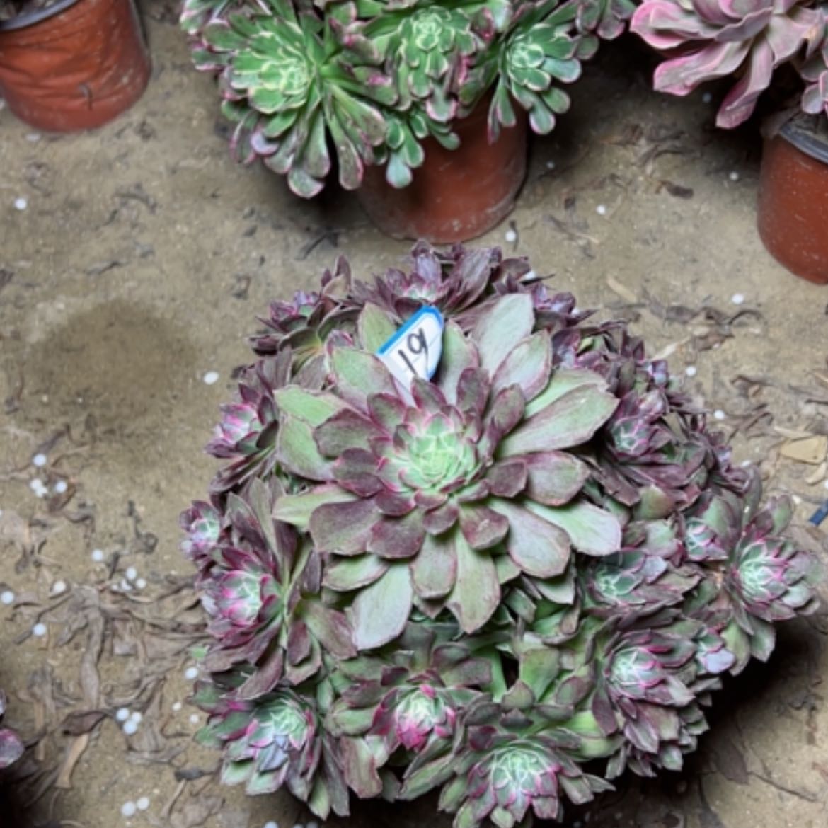 【闪购商品】莲花19