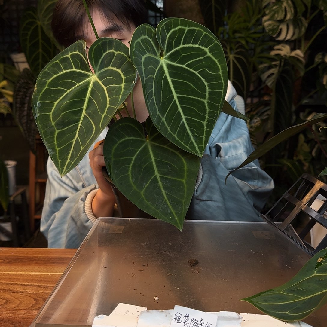 完全开放O88荷兰克莱恩