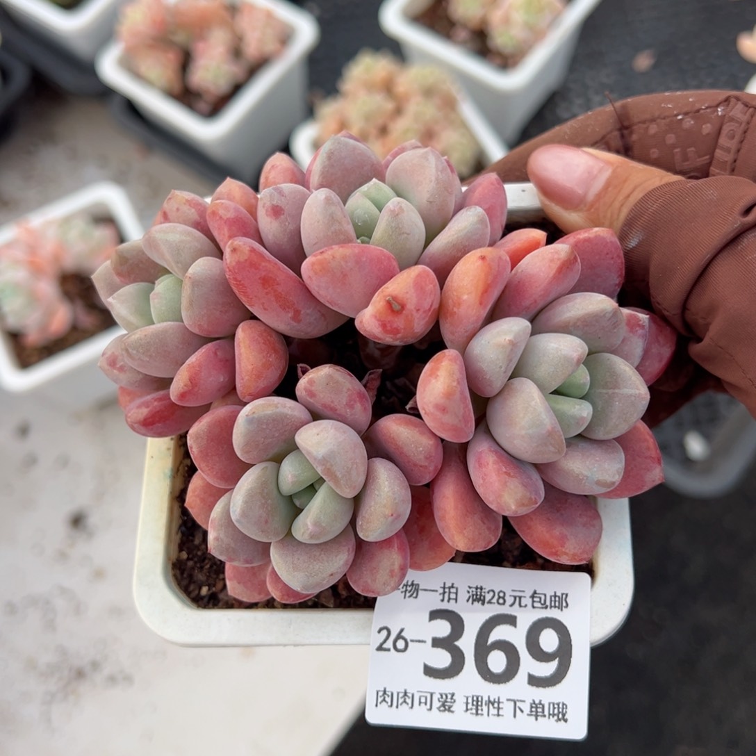 花斑鹿多肉多肉多肉多肉