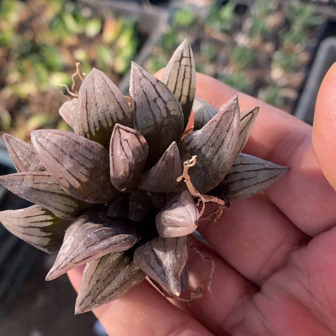 芦***苇2047 西瓜寿一颗福利。   