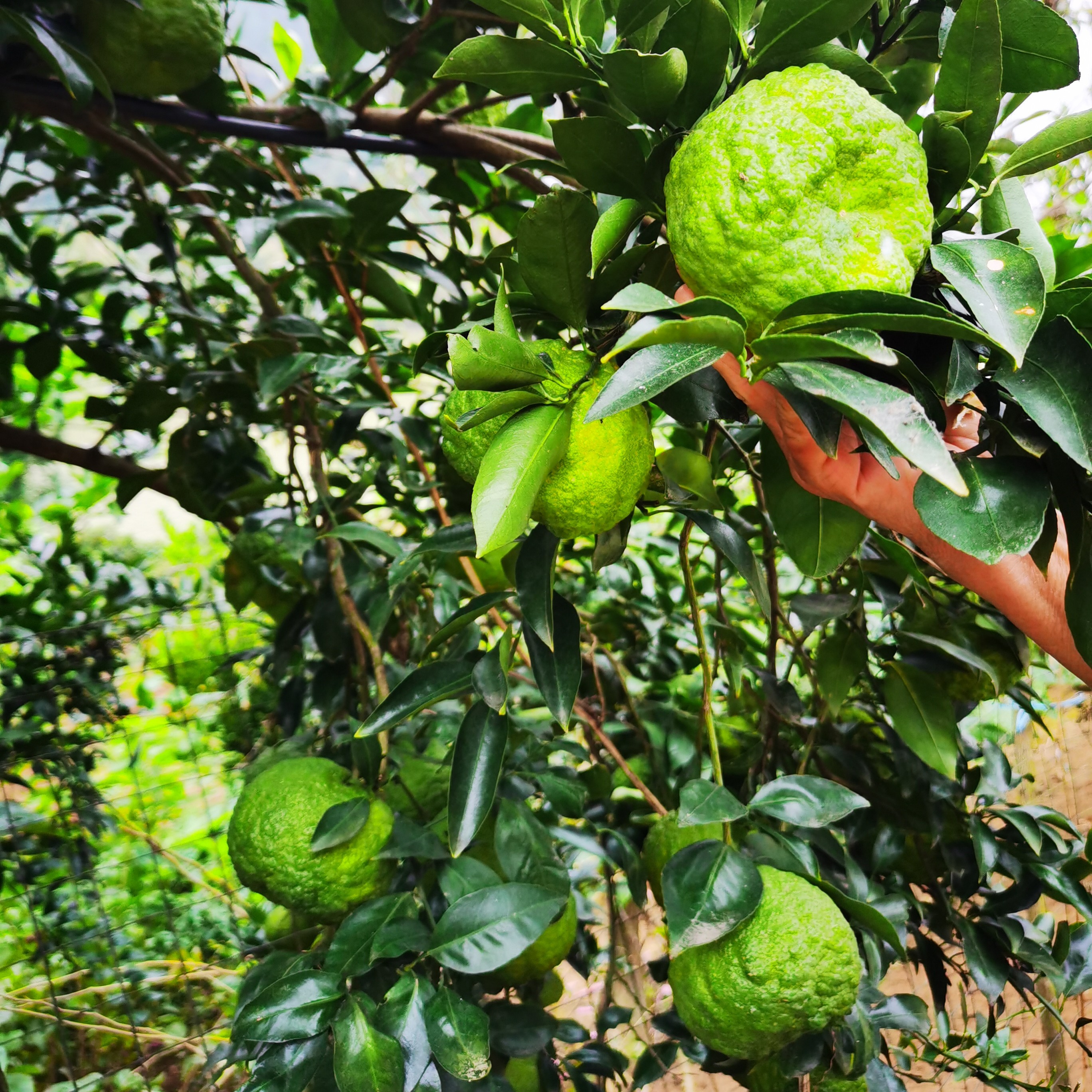 狮头柑青皮水果清香新鲜当季酸甜多汁现摘现发皮薄肉厚橘子