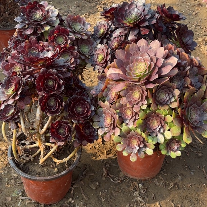 多肉植物法师4颗20