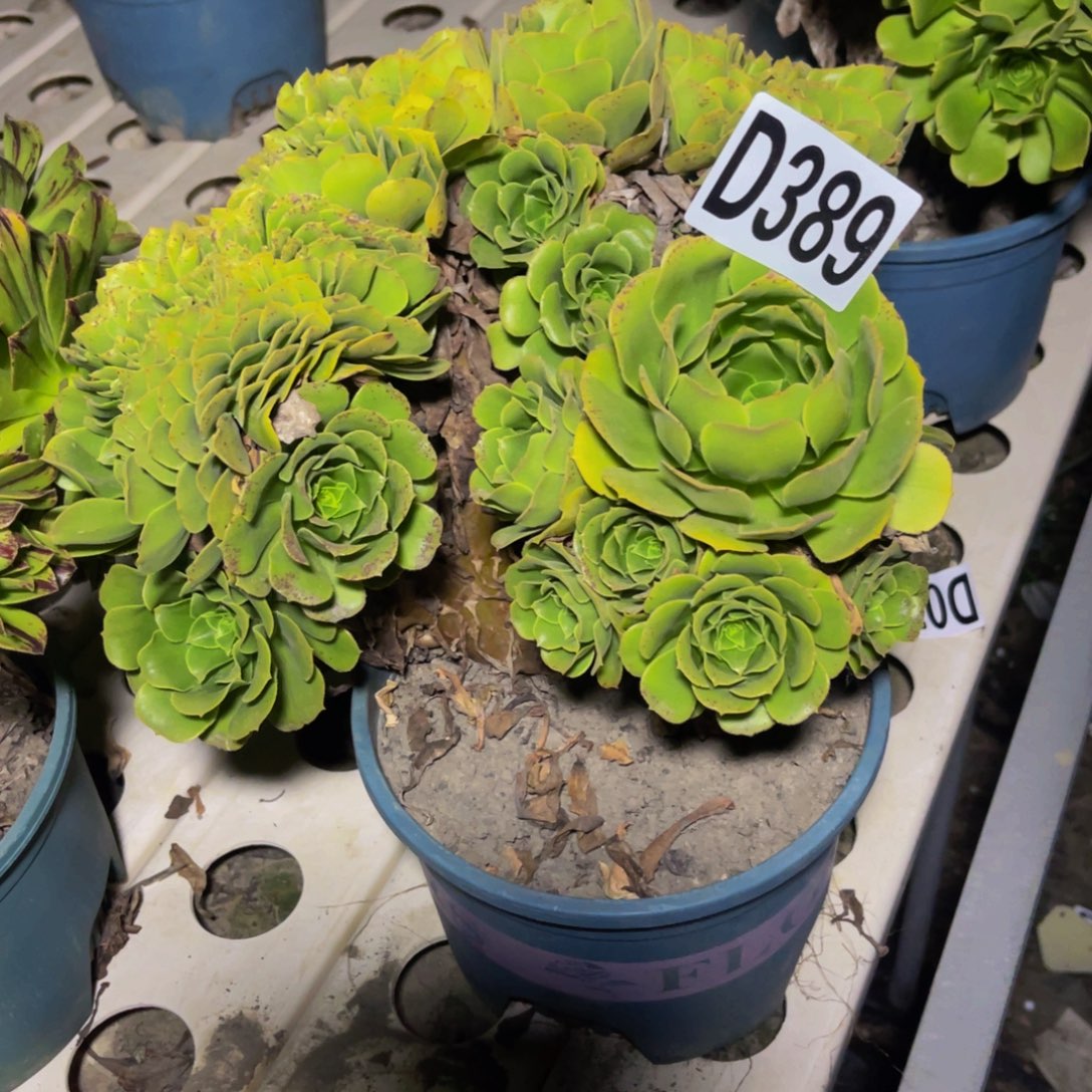 绿杨蓉7////////28包邮