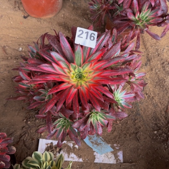 阳***光孔雀锦3号棚户216多肉植物