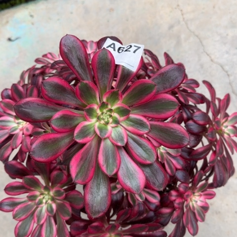 627香奈儿多肉30厘米左右