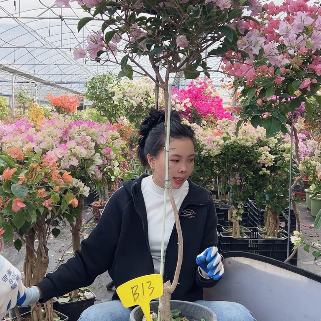 是***啊大部分花苞少量开放B13丽娜