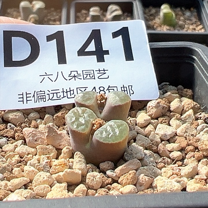 ?****?磁铁风铃111多肉