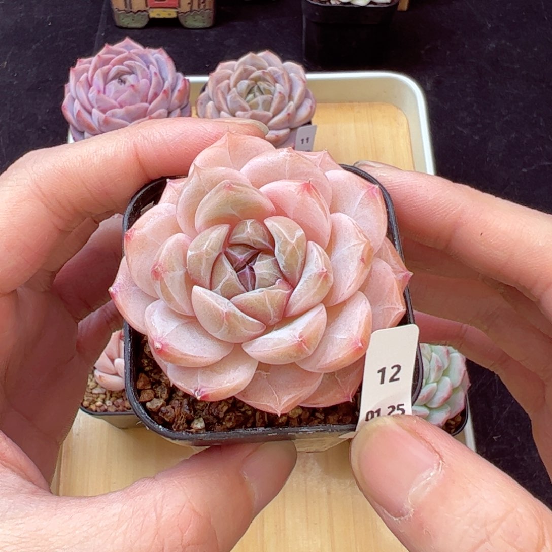 白芙12、哈哈哈哈