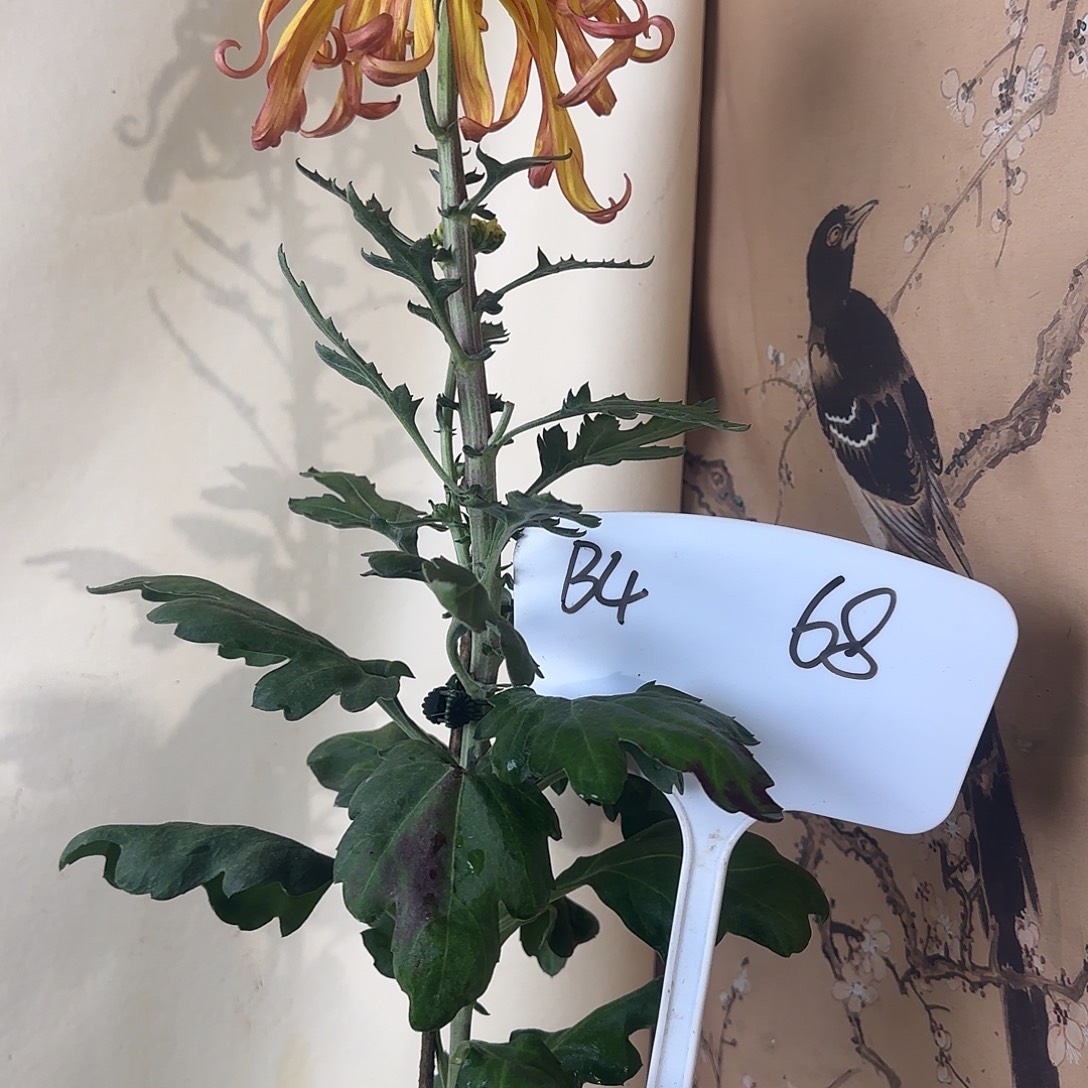 全部花朵B444444444