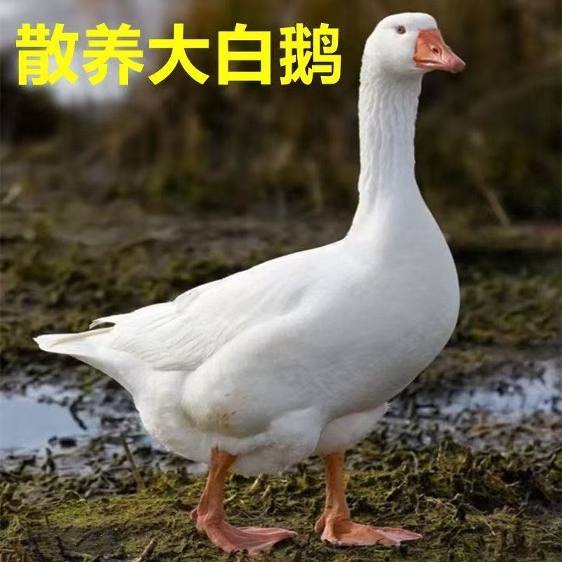 农家散养青年鹅现宰现杀两只毛重14斤净重10斤以上 带内脏含心肝