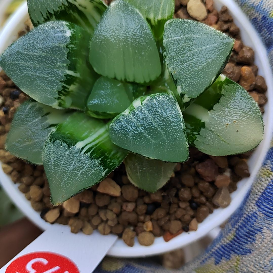 175实生丸叶克锦大型 7.6厘米左右一物一拍带盆