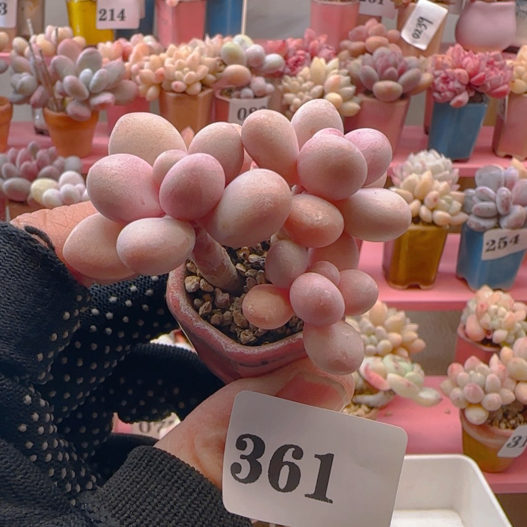 桃蛋361 ，带盆土发货，满38包邮非偏远。