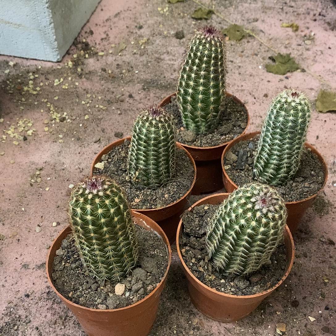 螃***9无花朵实生青花虾仙人球仙人掌