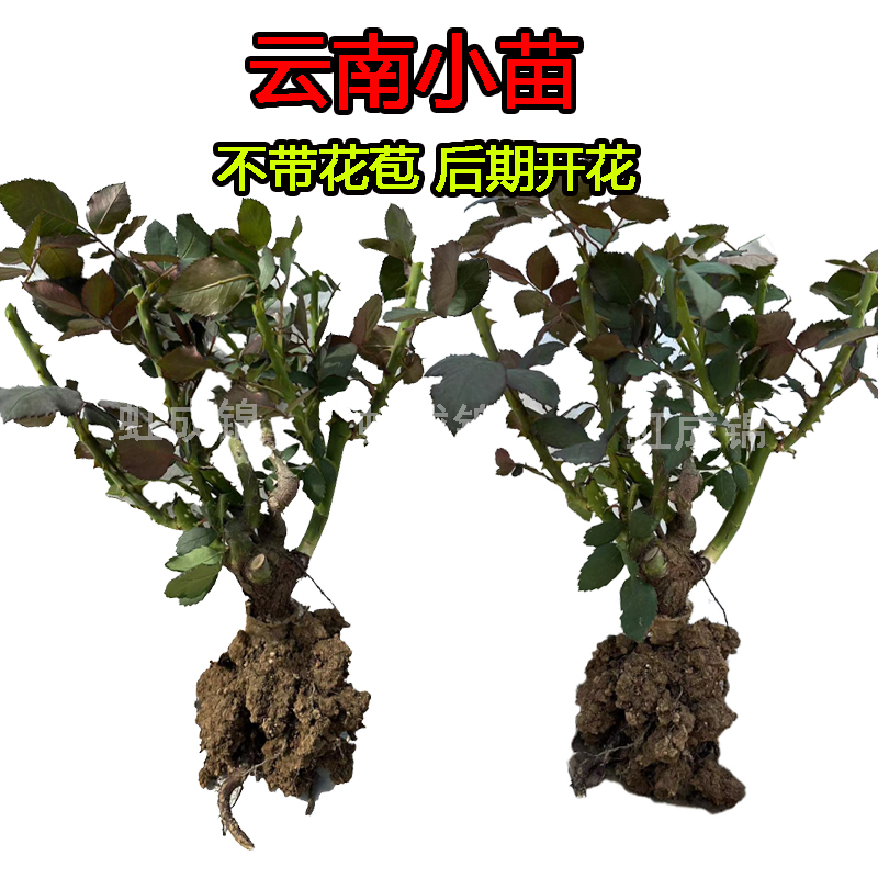 玫瑰鲜切大苗可盆栽地栽 室内室外种植单色随机花色小白可种商品图