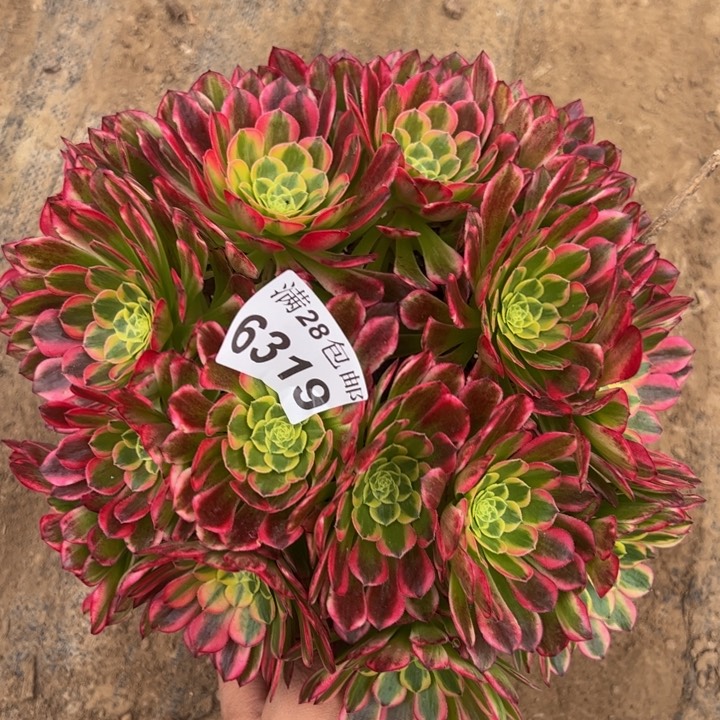 6319朝霞多肉植物