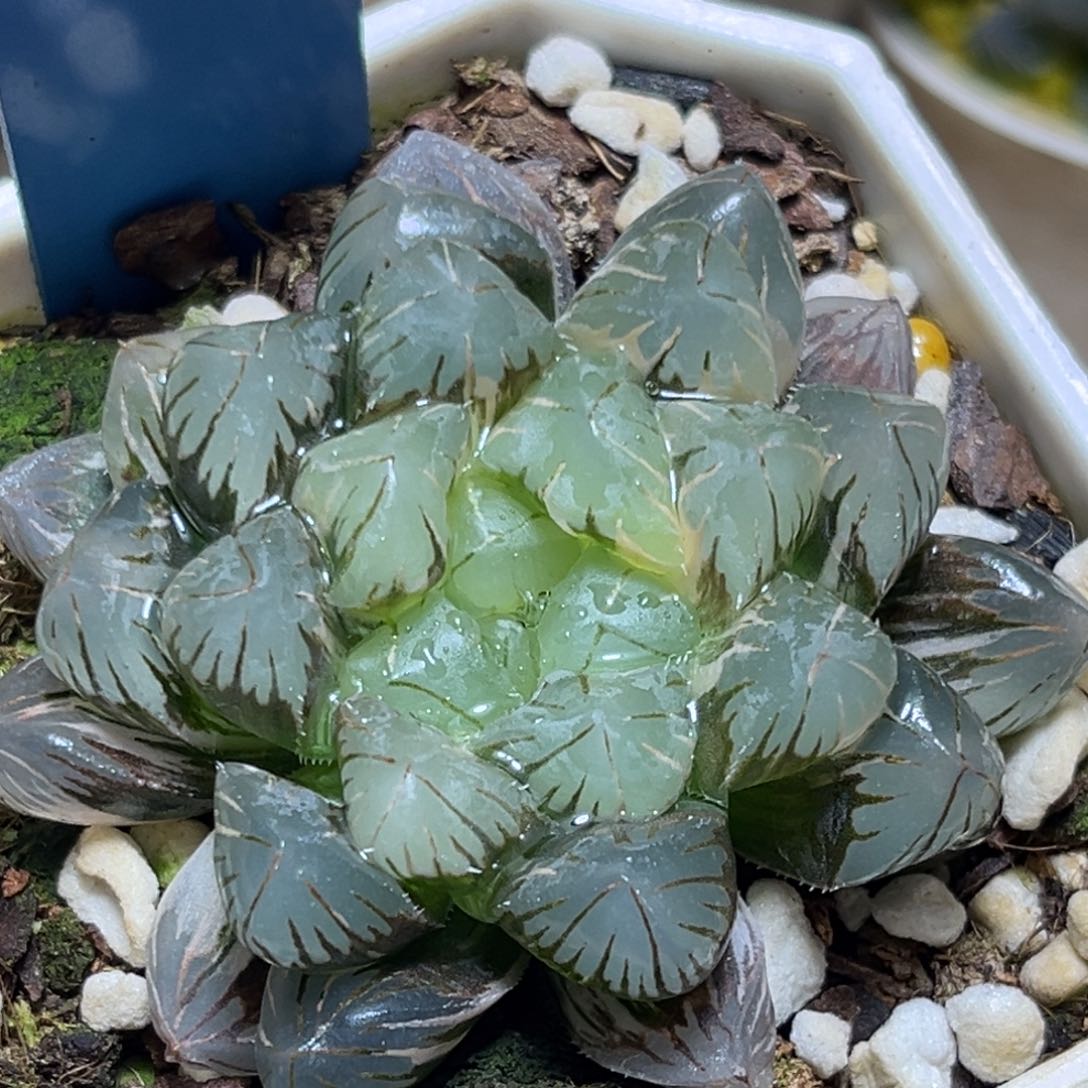 恭喜发财大吉大利665地泉