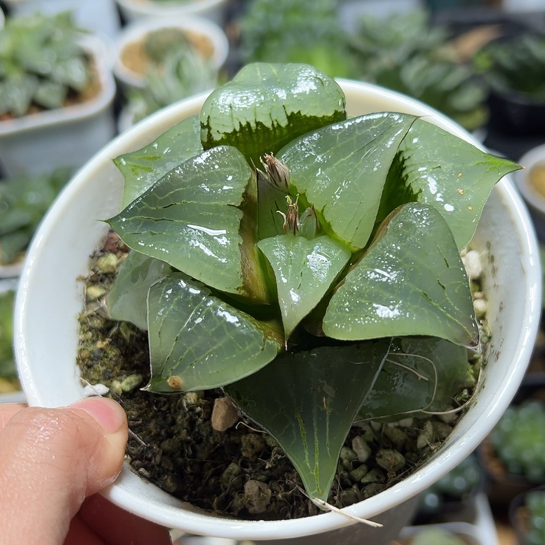 万象盆啊寒湖母本玉露1