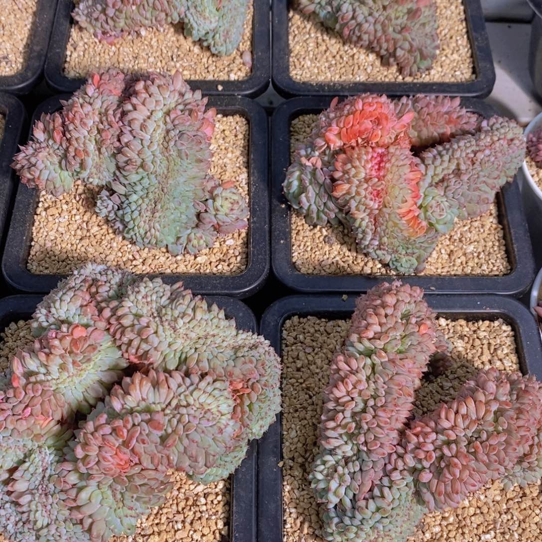 量拍3号 精品母本哈尼白胖子缀化一个