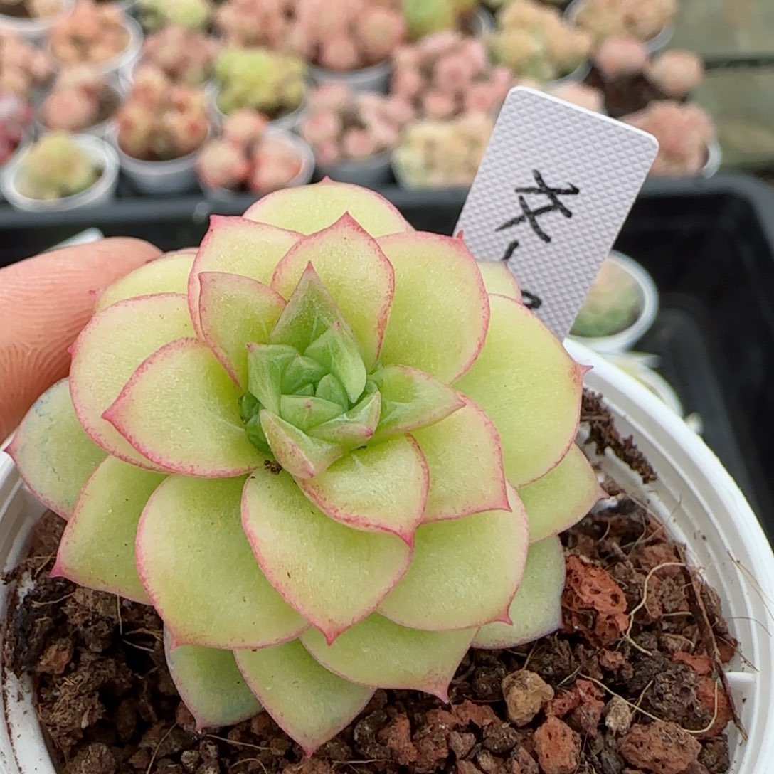 【闪购商品】0306-150（xx-80）