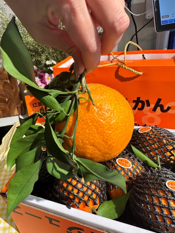 红美人果冻橙（9.6-10斤）【卡甜甄选】