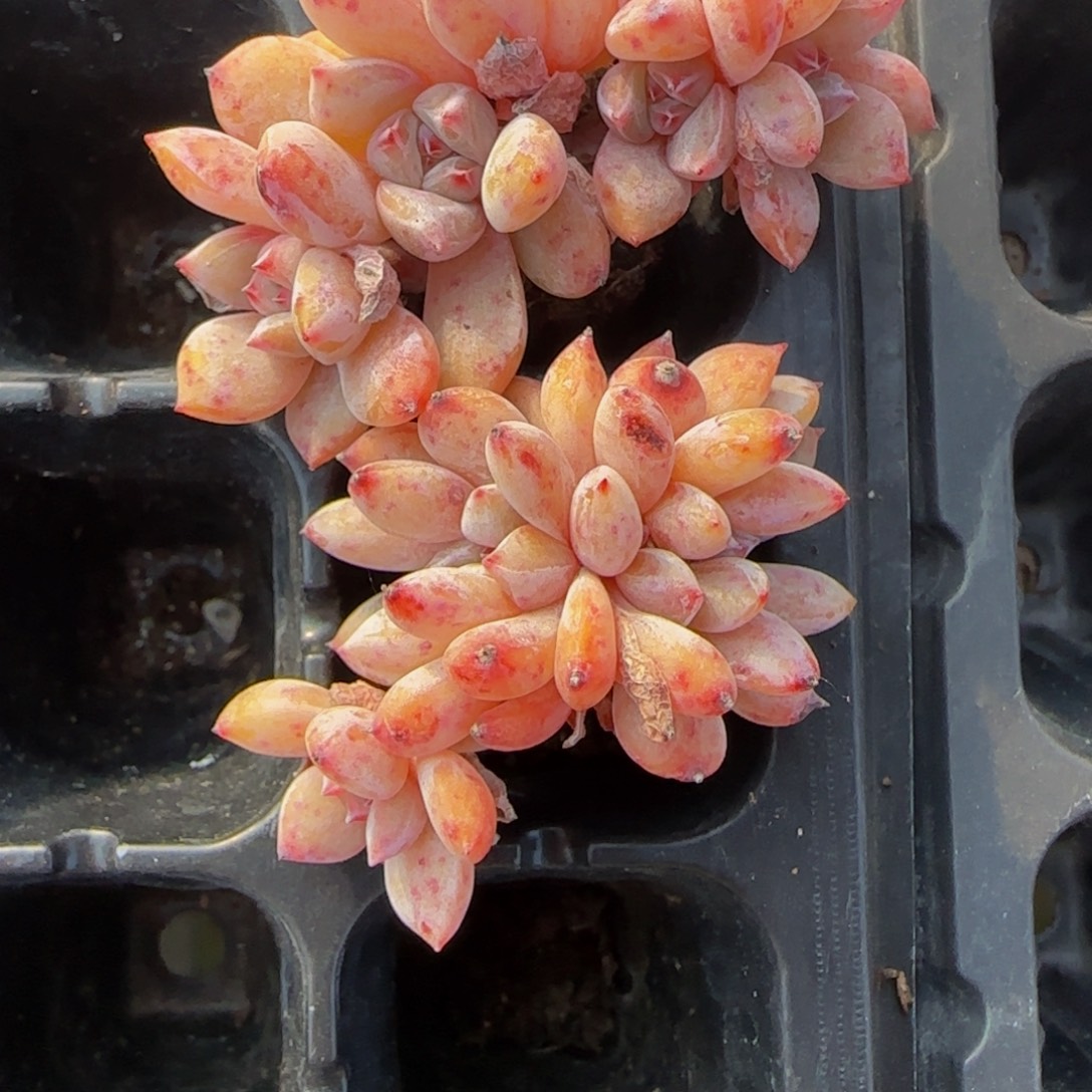 杨***丫小丫黄皮缀化1颗特价