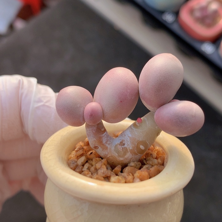 028 库福奶酪 双头 粗桩