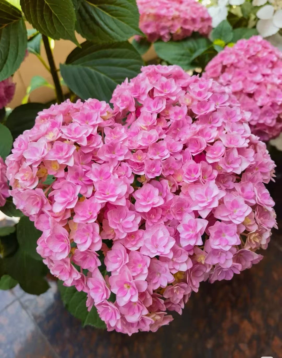 （太阳神殿）重瓣小花绣球，带盆带土庭院阳台盆栽，云南昆明发货