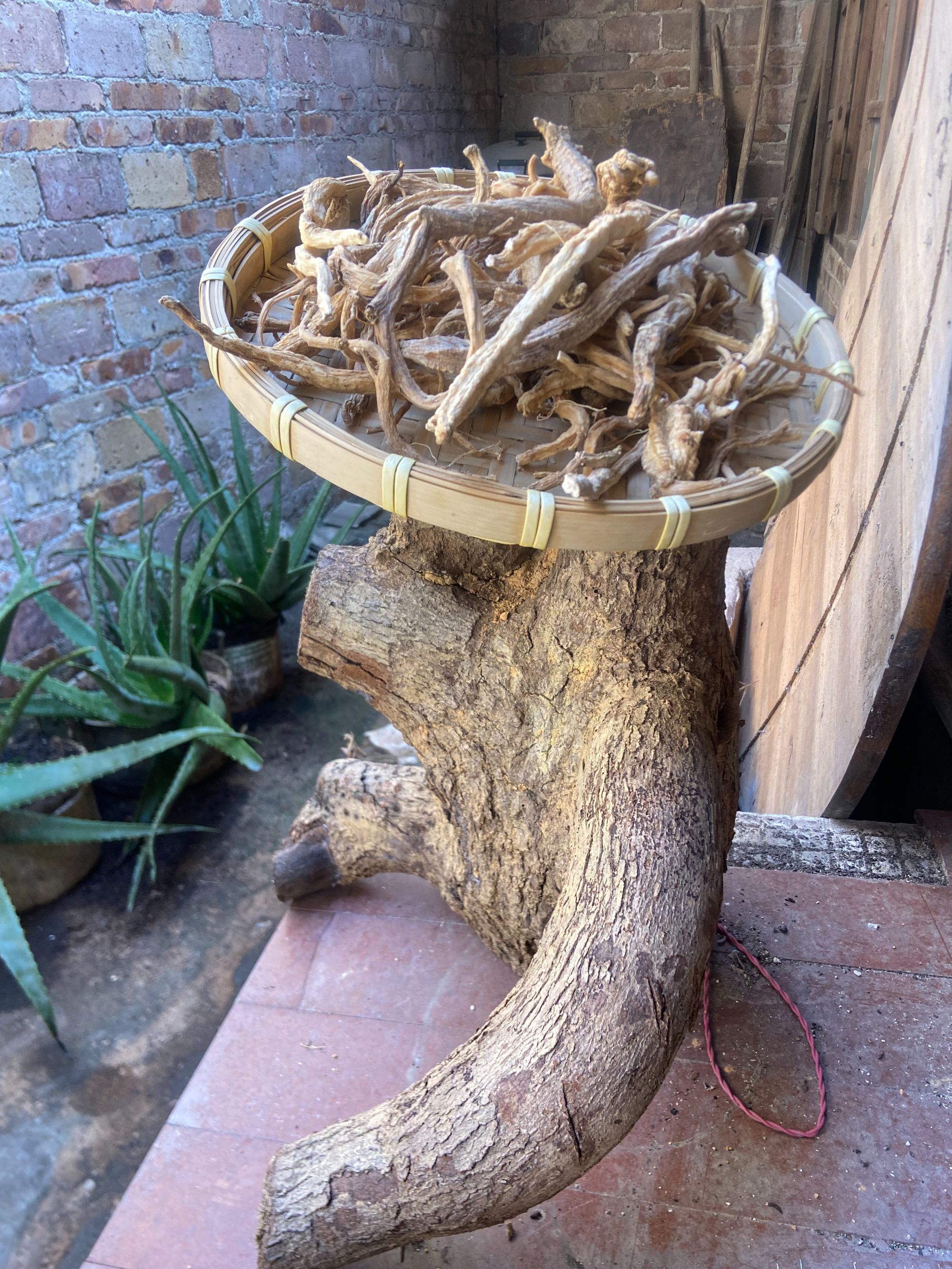 精选十万大山土老党参干货煲汤泡酒材料