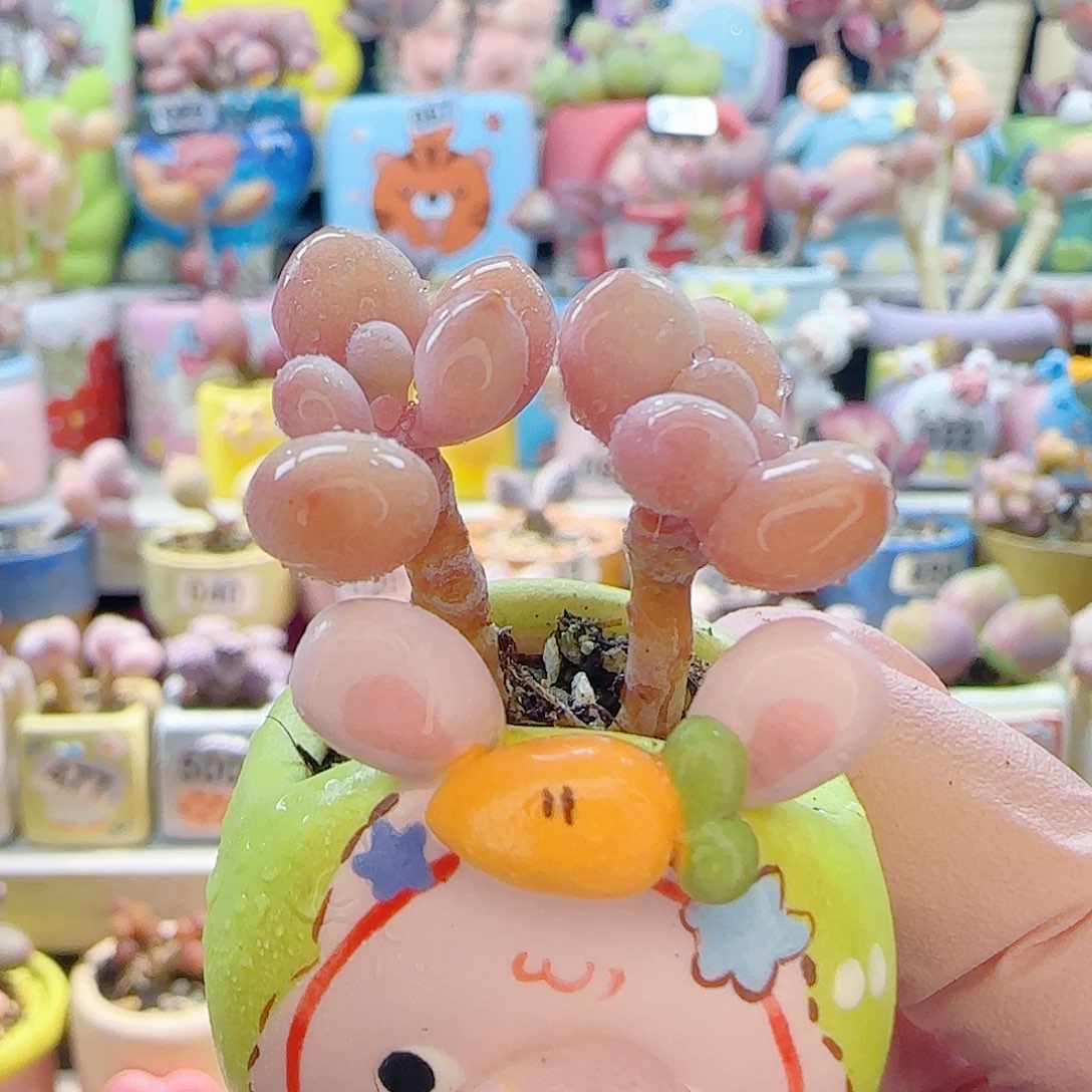 L 双头桃蛋 盆口2cm