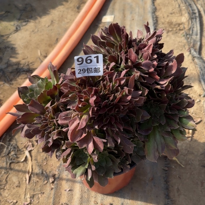 玫瑰坠毁……多肉植物……