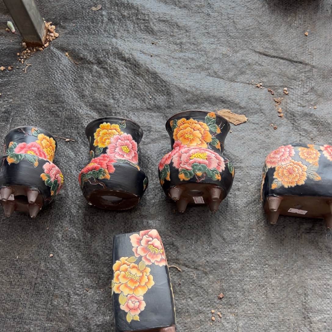 住****妞2400一共七个盆 新年快乐