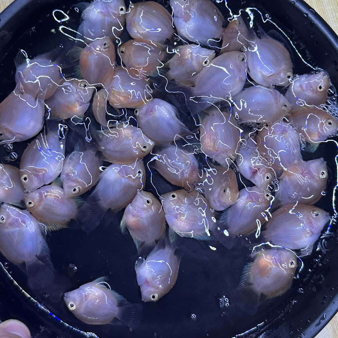 胭脂粉桃心迷你鹦鹉鱼 随机成鱼2条