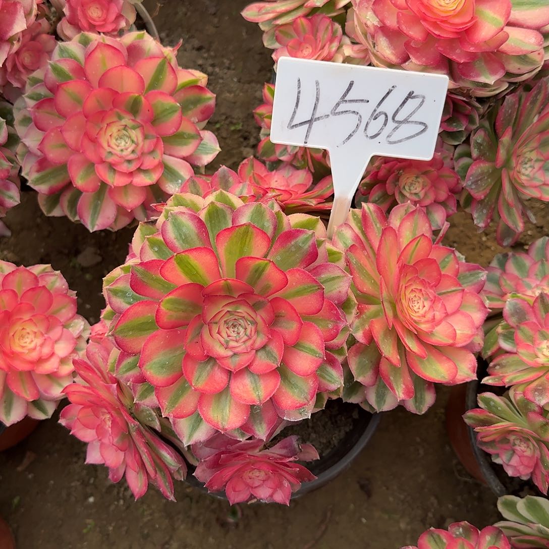 4568倾城多肉法师多肉