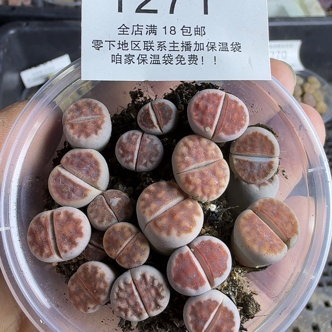 1271 哈哈哈哈哈哈哈哈哈哈哈