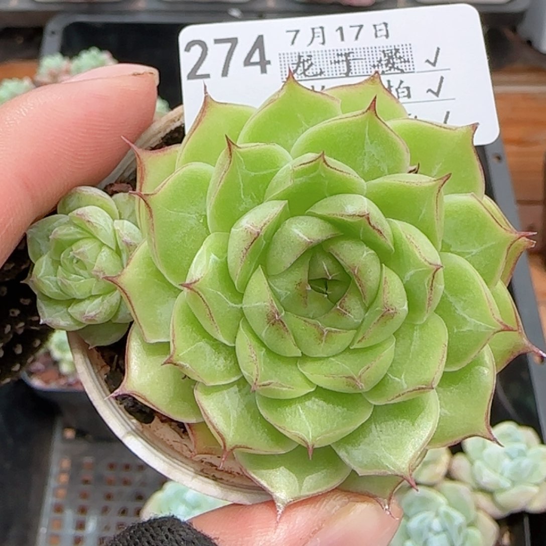 满***滚多肉0717-274女王玫瑰