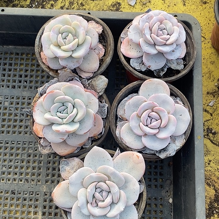 虾****无花朵1902号一物一拍雪莲