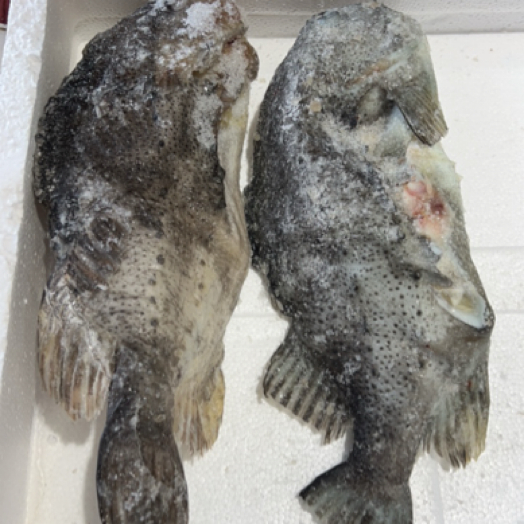 海参斑 每条3斤左右 红烧 清蒸 剁椒