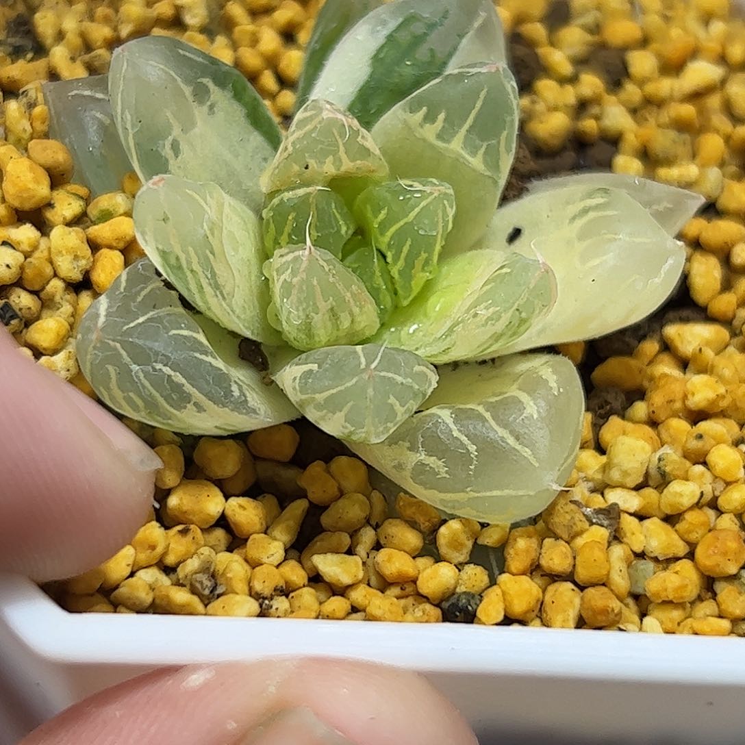 糊斑莱茵湖十二卷多肉