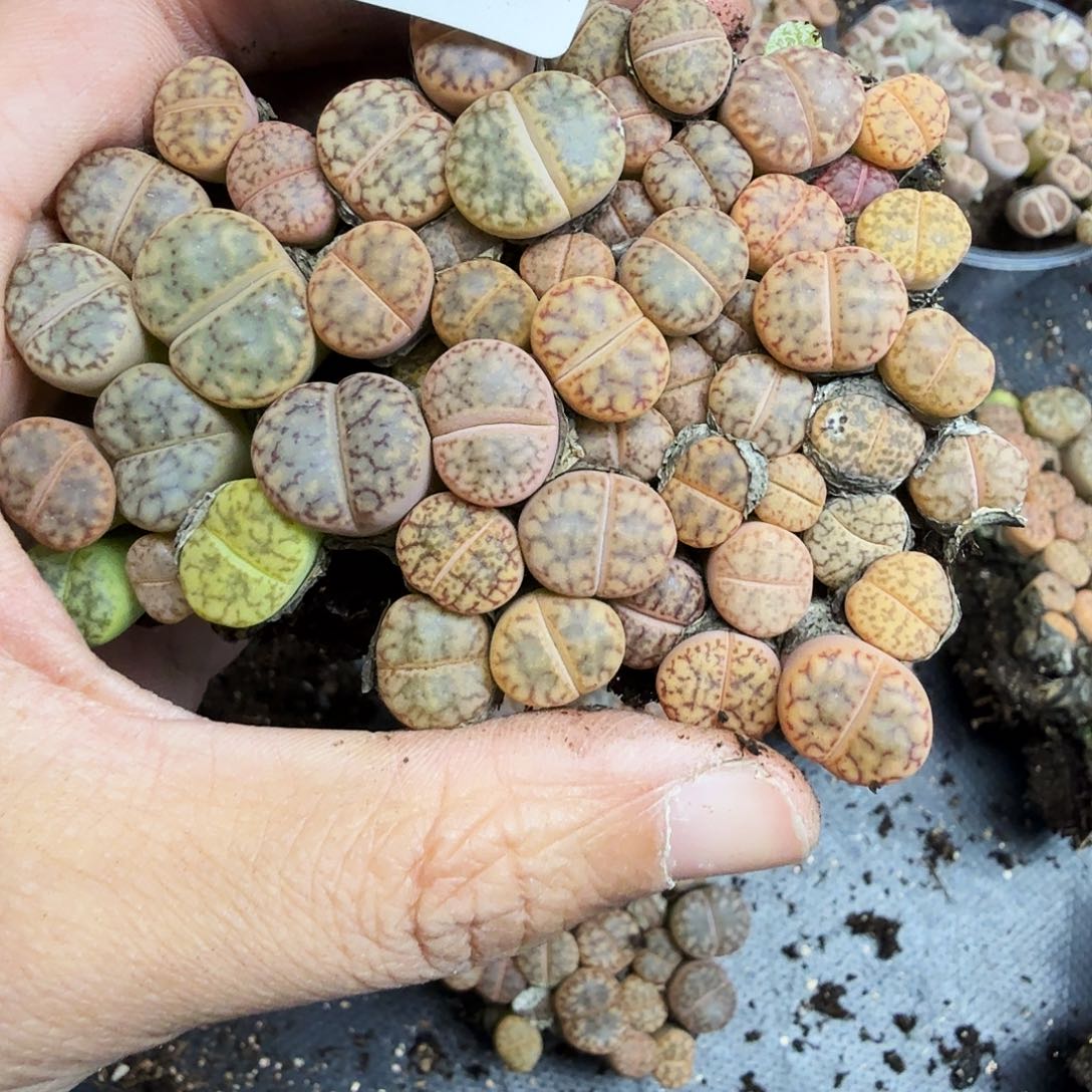 我就觉得他在和别的人071这个