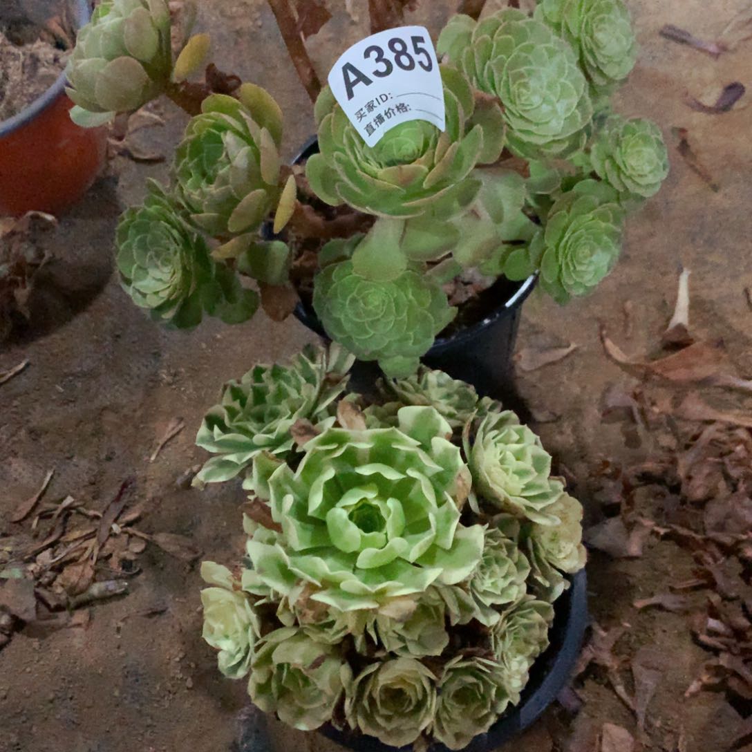 万圣节385➕绿豆沙