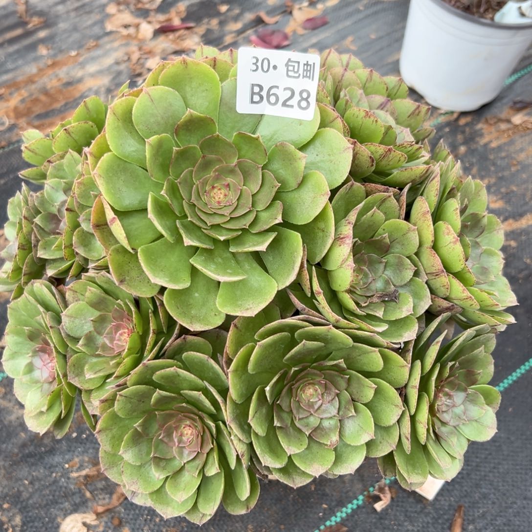 628 多肉法师鲜花